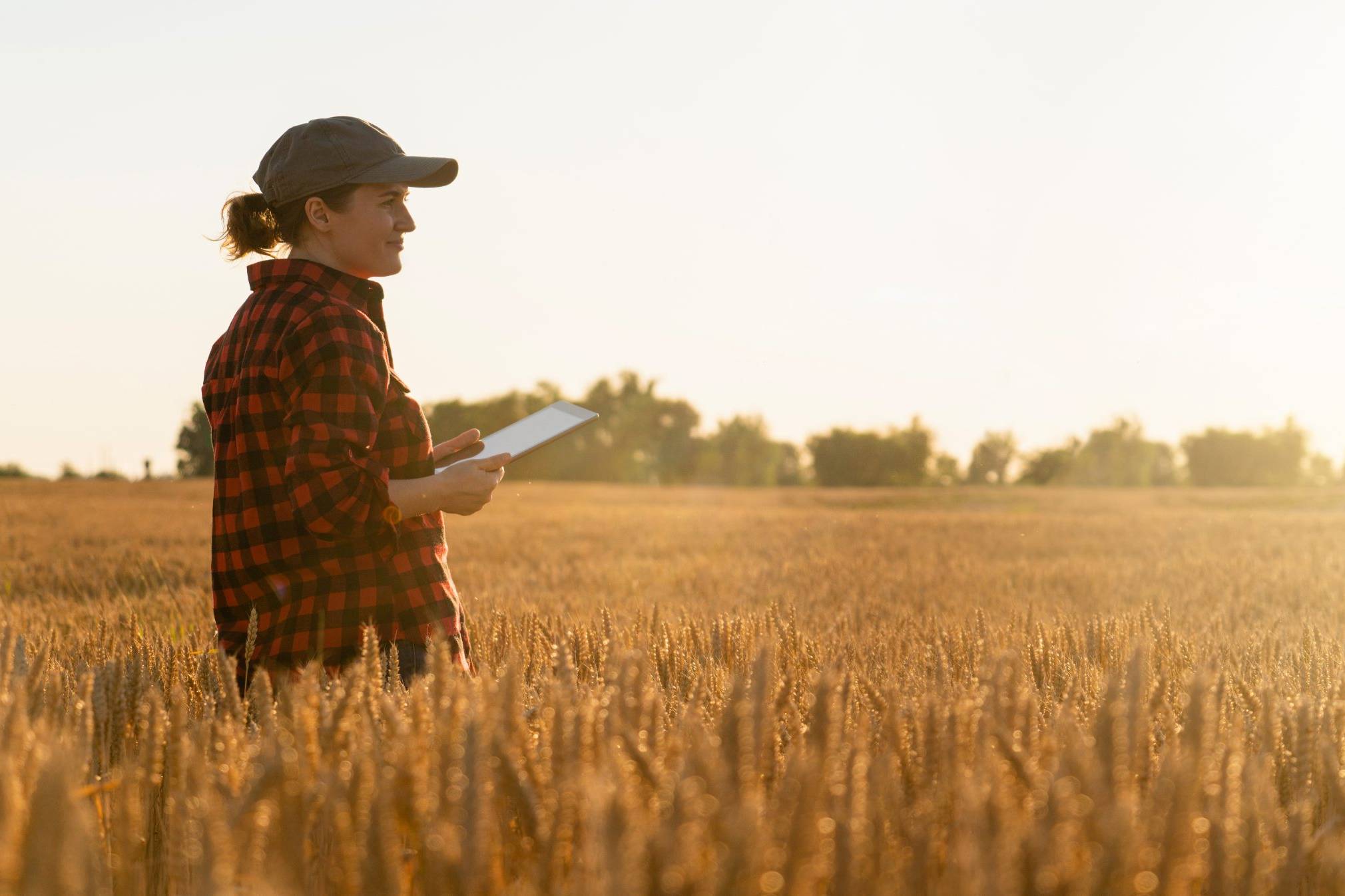 Woman in a baseball hat and flannel standing in a field of wheat with a tablet in her hands.