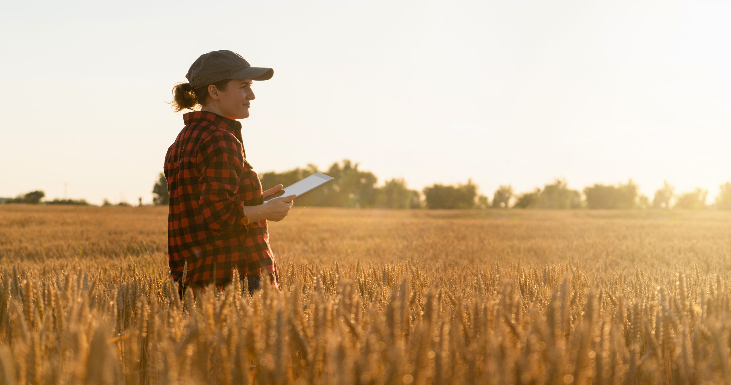 Woman in a baseball hat and flannel standing in a field of wheat with a tablet in her hands.
